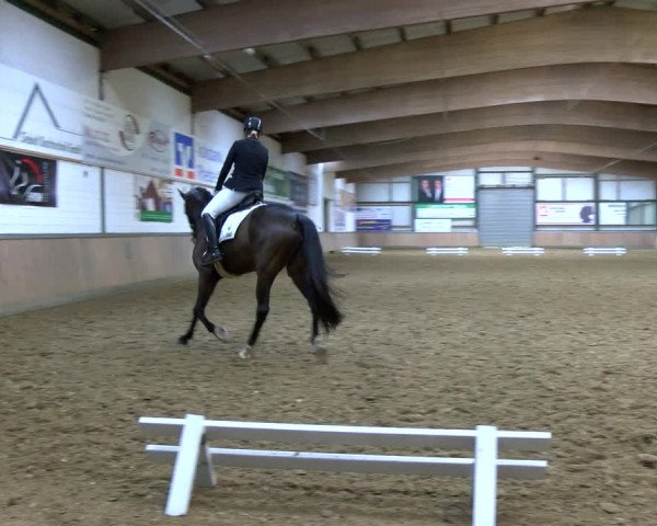 Reitturnier Rhede 2023