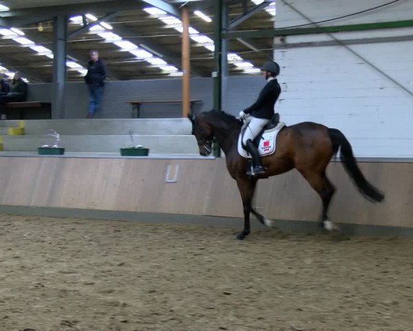 Reitturnier Rhede 2023