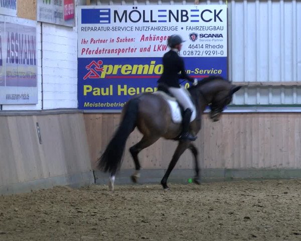 Reitturnier Rhede 2023