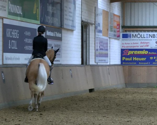 Reitturnier Rhede 2023