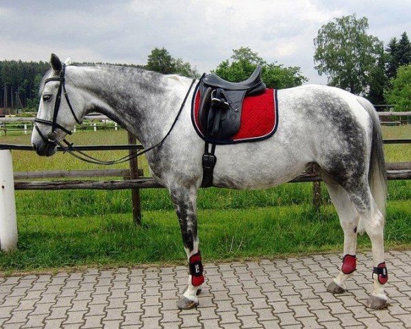 broodmare Coloured Moonlight (German Warmblood, 2002, from Camaro)