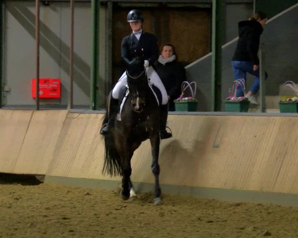 Reitturnier Rhede 2023