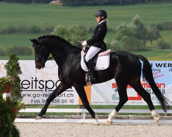 Pferd Rietenberg's Guardian (Schweizer Warmblut, 2008, von Gribaldi)