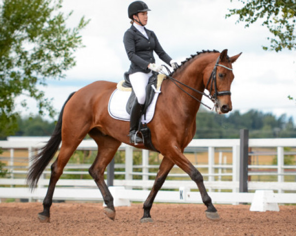 horse Eliot (KWPN (Royal Dutch Sporthorse), 2009, from Vivaldi)