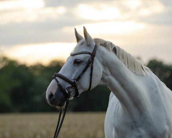 jumper Chayton 3 (Hanoverian, 2010, from Charilan)