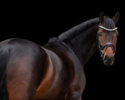 dressage horse Finja 145 (Westphalian, 2011, from Flanagan)