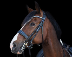 dressage horse Darley Hill (KWPN (Royal Dutch Sporthorse), 2008, from Silverstone)