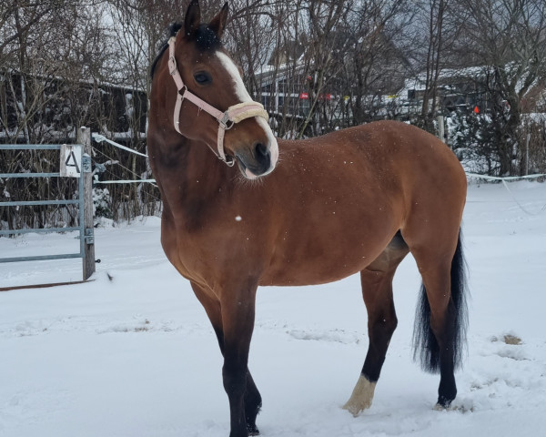 Pferd Providence GG (Westfale, 2003, von Pilotdino)