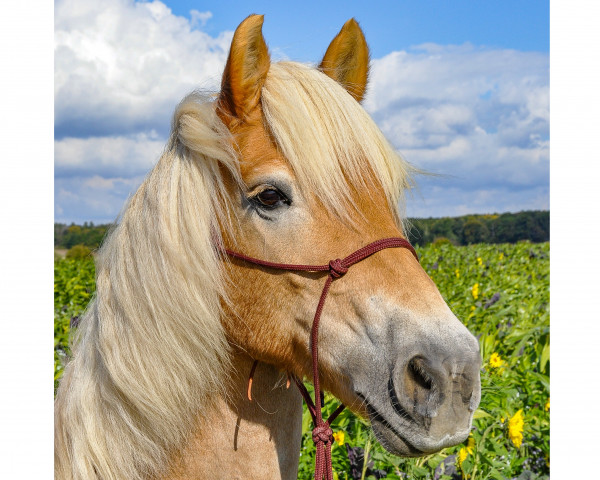 broodmare Happy 192 (Haflinger, 2007, from Amerika)