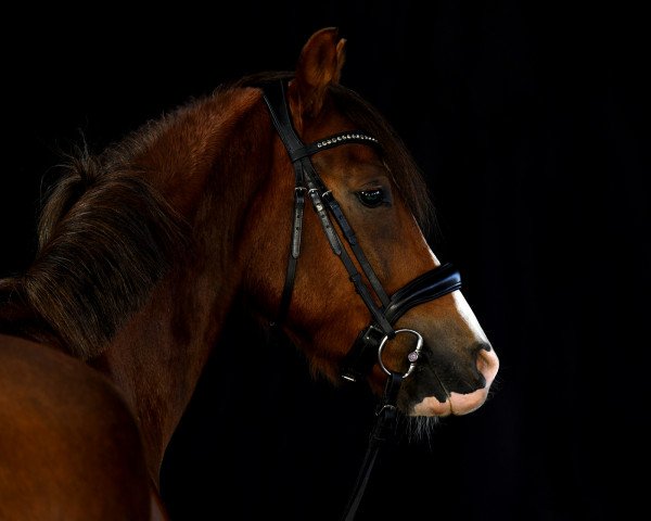 dressage horse Miro (German Riding Pony, 2018, from Captain Meyer WE)