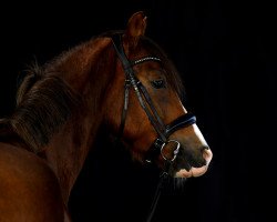 dressage horse Miro (German Riding Pony, 2018, from Captain Meyer WE)