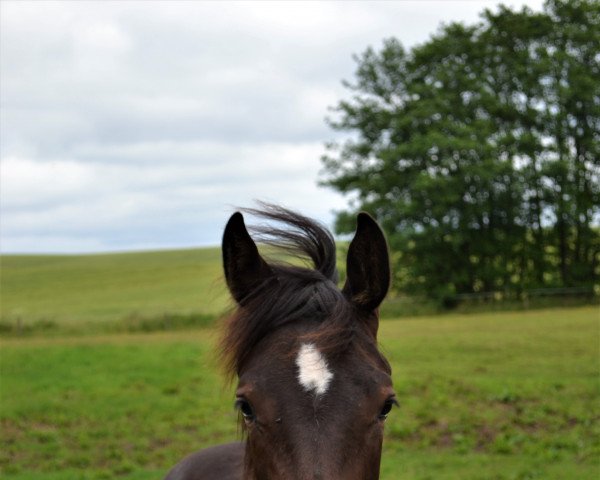 horse Stute von Chezarro / Consens (Holsteiner, 2020, from Chezarro)