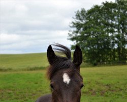 horse Stute von Chezarro / Consens (Holsteiner, 2020, from Chezarro)