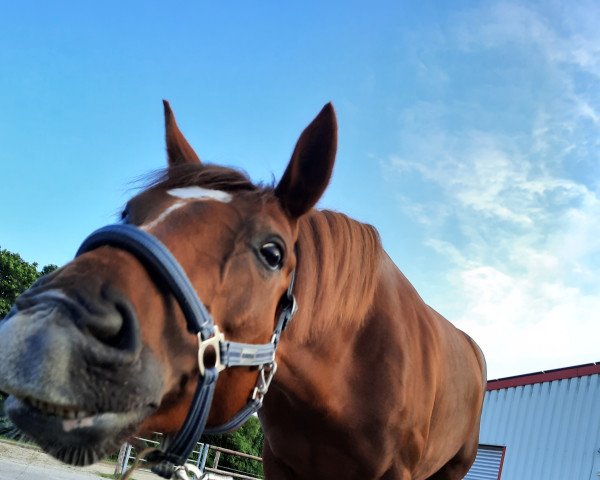 broodmare Skyla 14 (Hanoverian, 2014, from Scuderia)