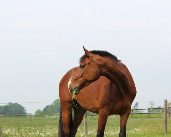 jumper Call me Malou (Oldenburg, 2012, from Classe VDL)