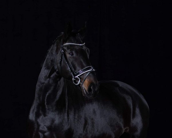 horse Fiete (Oldenburg, 2015, from Blue Hors First Choice)