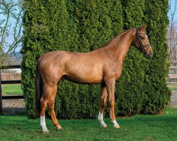 jumper Alibaba (Rhinelander, 2020, from Aganix du Seigneur)