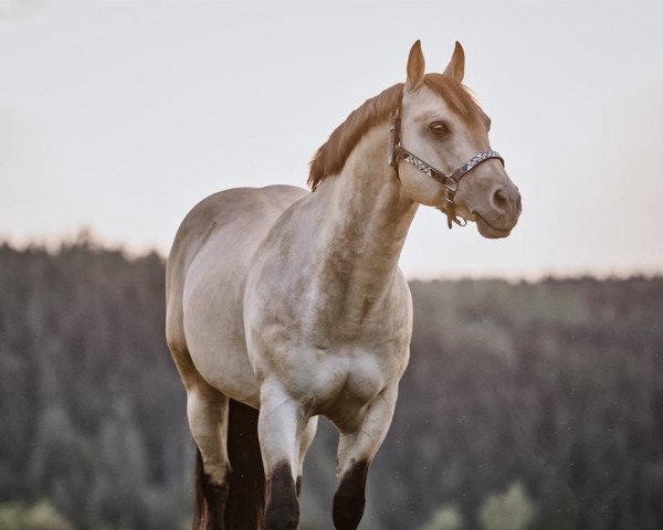 stallion CS Silvers Cheyenne (Quarter Horse, 2008, from CS Special Skip)