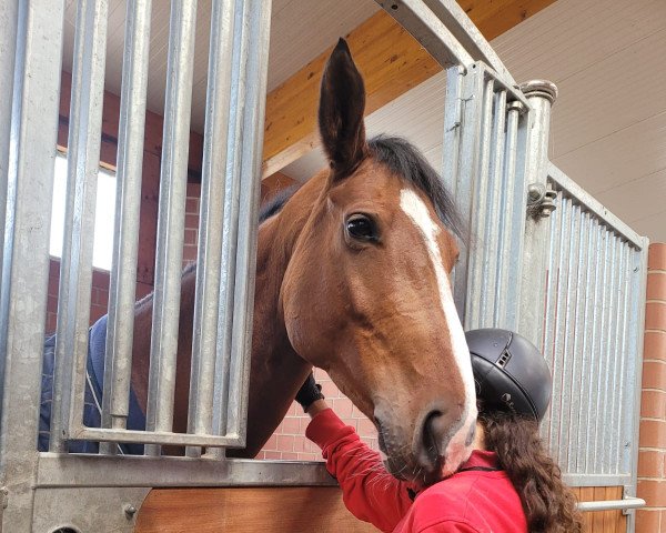 jumper Castalina (Oldenburg show jumper, 2013, from Cafe's Champus)