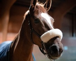 dressage horse Wally PK (Hanoverian, 2012, from Weltmeyer)