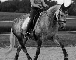 dressage horse Stella D'Oro (KWPN (Royal Dutch Sporthorse), 2011, from Bugatti VDL)
