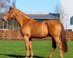 Deckhengst Emeron (Westfale, 2019, von Emerald van 't Ruytershof)