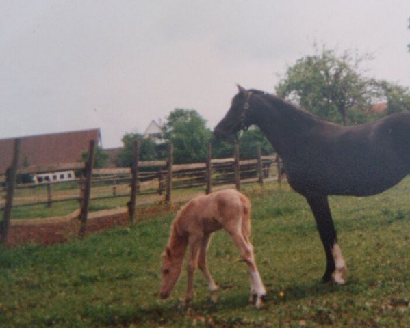 dressage horse Dino Domani (German Riding Pony, 1995, from Arts-Dancer-Boy)