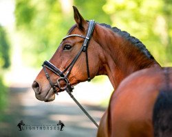 dressage horse Galena 6 (Hanoverian, 2001, from Graf Grannus)
