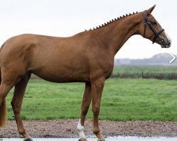 Springpferd Onola MS (KWPN (Niederländisches Warmblut), 2019, von Ducati van Schuttershof)