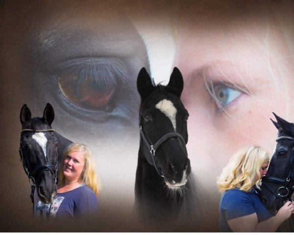 jumper Cosinus 11 (Hessian Warmblood, 1994, from Caruso)