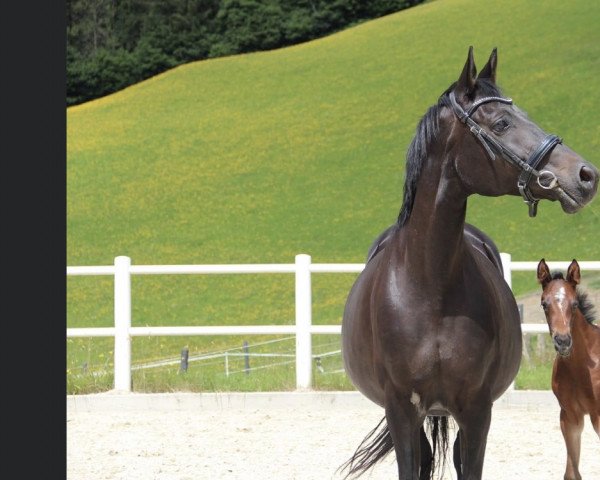 horse Sansa (Trakehner, 2022, from Asagao xx)