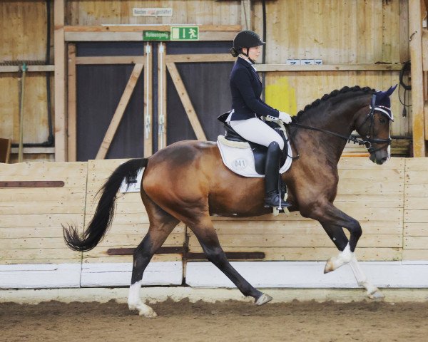horse Chomper 2 (Hanoverian, 2017, from Christ)