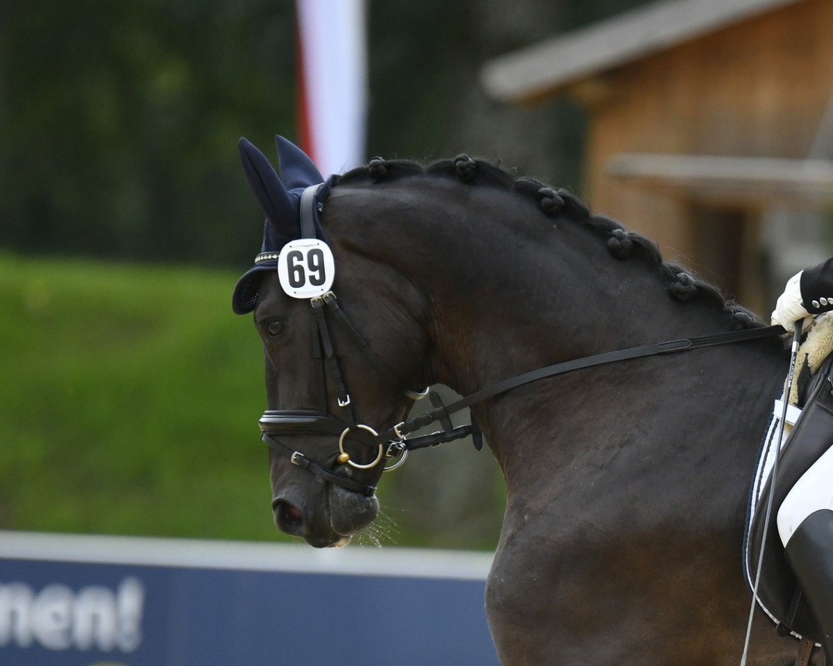 Dressurpferd Franziskus Austria MW (Österreichisches Warmblut, 2019, von Fürst Wilhelm)