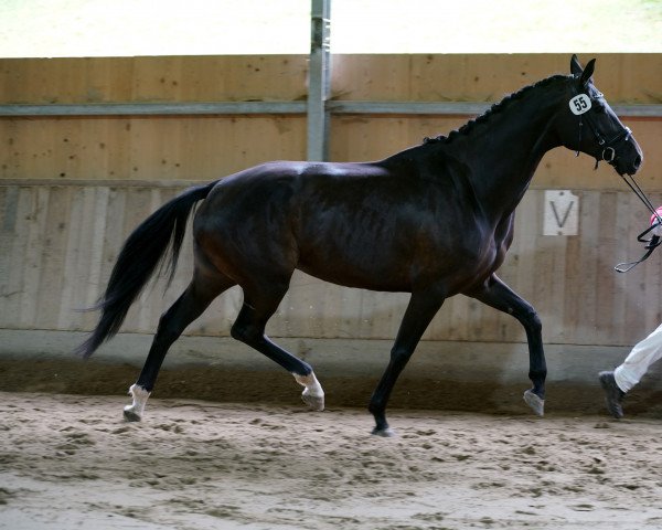 broodmare Duchesse (Hanoverian, 2013, from Don Index) broodmare Duchesse (Hanoverian, 2013, from Don Index)