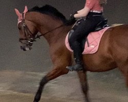 jumper Kublai Khan W (German Sport Horse, 2013, from Kubaner xx)