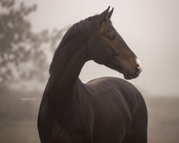dressage horse Don Romance AT (Oldenburg, 2017, from Don Deluxe)