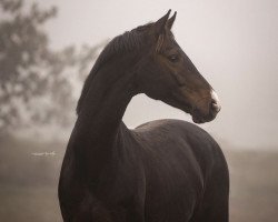 dressage horse Don Romance AT (Oldenburg, 2017, from Don Deluxe)