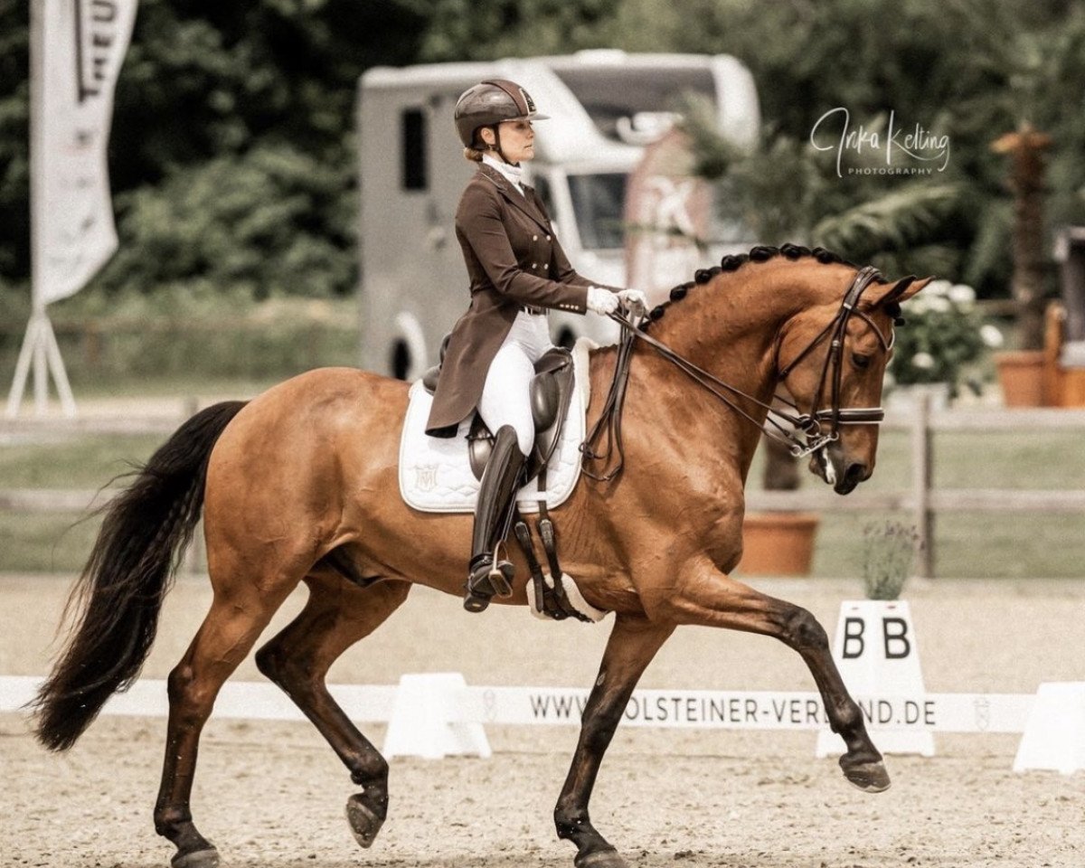 dressage horse Samba MS (unknown, 2009)