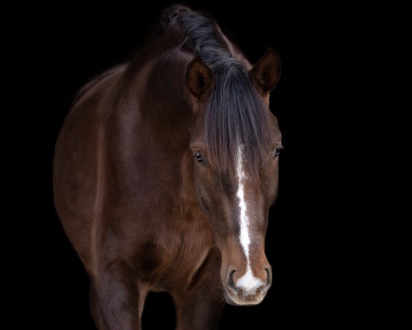 horse Free Will (German Sport Horse, 2018, from Marburg's Floricello OLD)