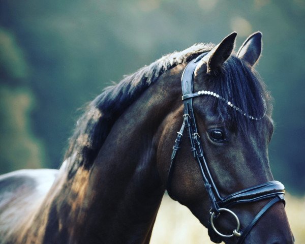 Pferd Highspeed 5 (Trakehner, 2019, von Speedway 7)