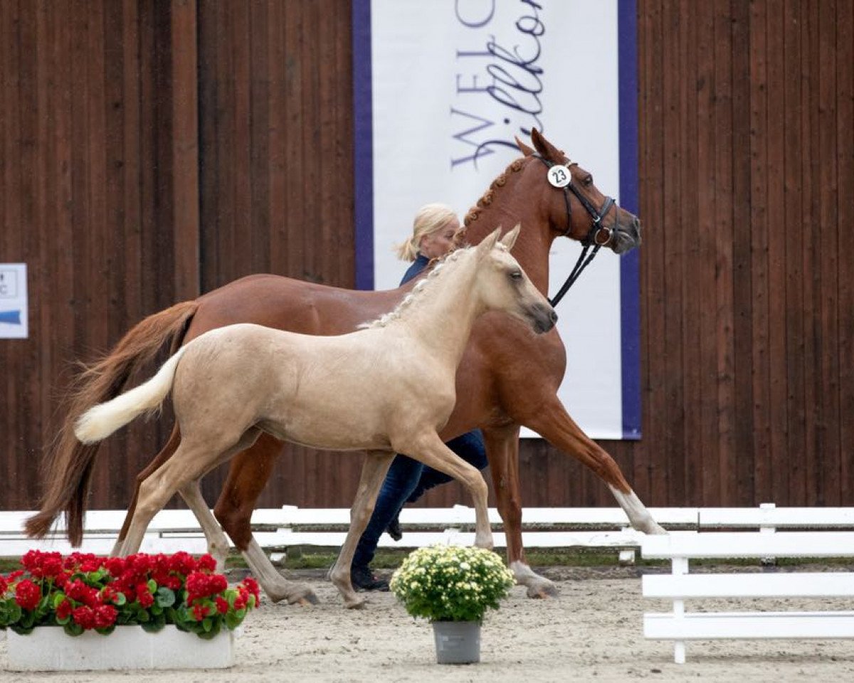 Pferd Weidners Diamond Dust (Deutsches Reitpony, 2021, von Dating AT NRW)