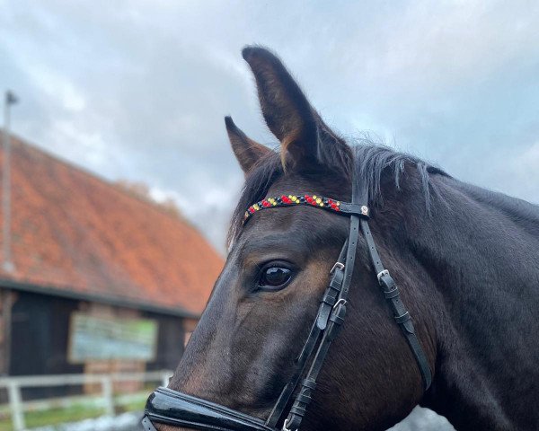 jumper Dragonero 5 (German Sport Horse, 2016, from Descolari)