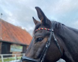 jumper Dragonero 5 (German Sport Horse, 2016, from Descolari)