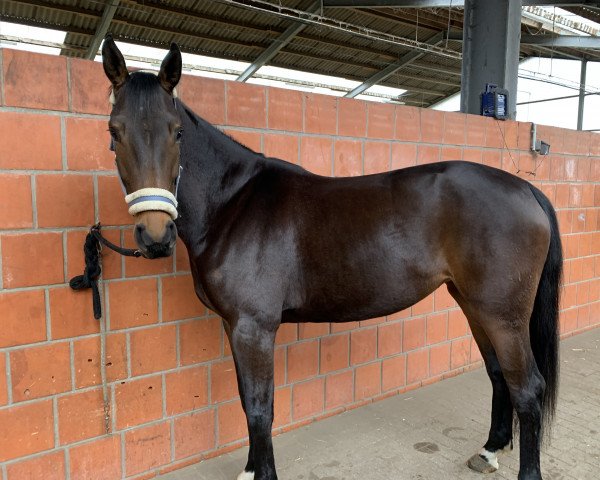 horse Frieda 357 (Hanoverian, 2017, from Tannenhof's Fahrenheit)