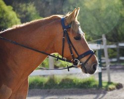 dressage horse Quellenhofs Czerny (German Riding Pony, 2009, from Cheval D'Ore)