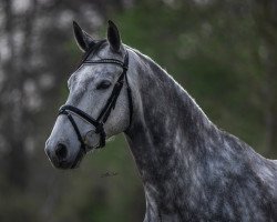 jumper Hohensteins Sir Heini (Hanoverian, 2015, from Hohenstaufen I)