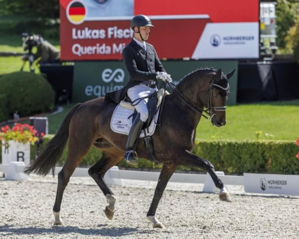 dressage horse Querida Mia FRH (Rhinelander, 2013, from Quotenkoenig 2)