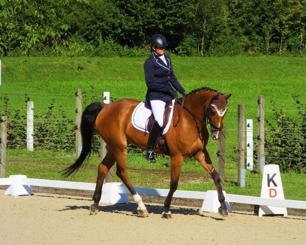 dressage horse Paula S (Westphalian, 2002, from Lancer III)