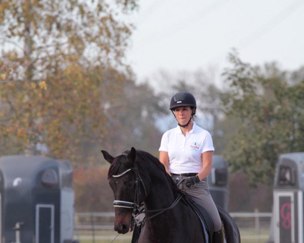 dressage horse Rothstein (Hanoverian, 2011, from Blue Hors Romanov)
