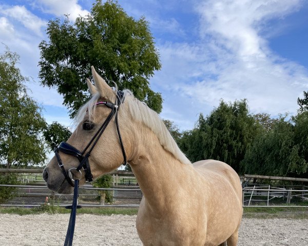 jumper Esperia Aurora (German Riding Pony, 2016, from Nacromancer inthe dark)